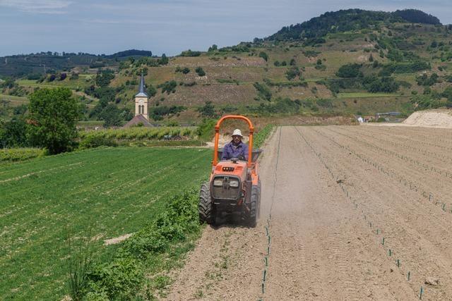 Winzer pflanzen erste Rebstcke am neu geordneten Lerchenberg in Vogtsburg-Oberrotweil