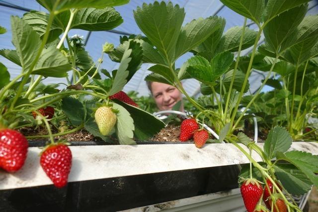 Erdbeeren im Kandertal und Efringen-Kirchen: Bei der Direktvermarktung gibt es Herausforderungen