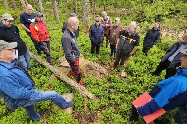 Nach Kferjahren ist der Wald in Gersbach zukunftsfhiger geworden – auch wieder wirtschaftlich