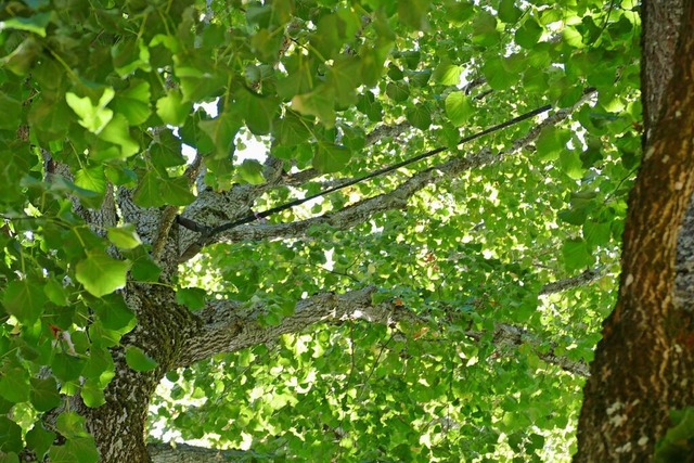 In Freiburg wird es bald einen neuen Schonwald geben. | Foto: Markus Donner In Freiburg wird es bald einen neuen Schonwald geben. | Foto: Markus Donner