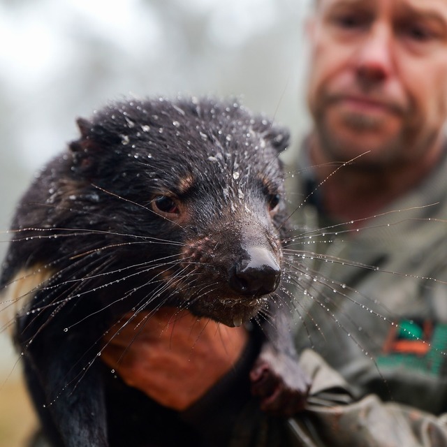 Auch viele Tiere waren betroffen, darunter bedrohte Tasmanische Teufel.  | Foto: Aussie Ark/Aussie Ark via AAP/dpa