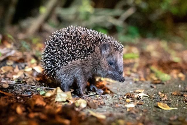 Zwei tote Igel auf dem Lrracher Friedhof – Schneckenkorn als Ursache