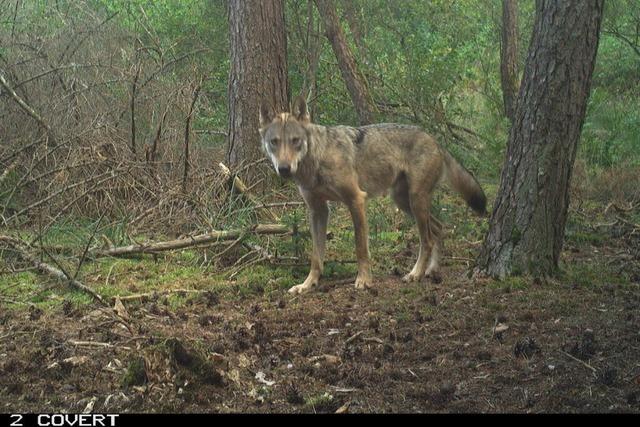 Ein neuer Wolf ist jetzt auf der Baar bei Donaueschingen sesshaft