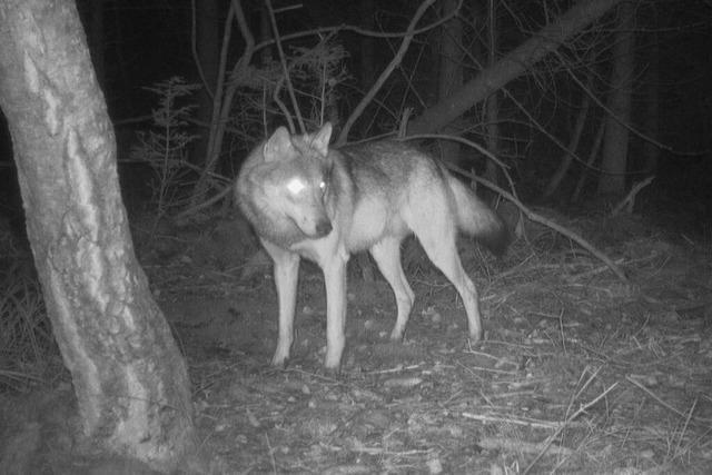 Ein neuer Wolf ist jetzt auf der Baar bei Donaueschingen sesshaft