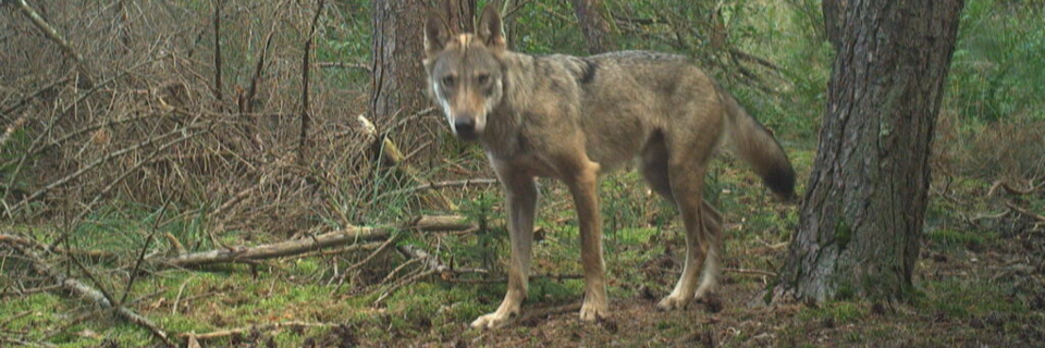 Ein Wolf ist jetzt auf der Baar bei Donaueschingen sesshaft