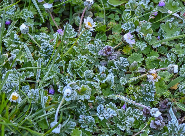 Der Deutsche Wetterdienst warnt vor einer frostigen Nacht. (Symbolbild) | Foto: Patrick Pleul/dpa/ZB Der Deutsche Wetterdienst warnt vor einer frostigen Nacht. (Symbolbild) | Foto: Patrick Pleul/dpa/ZB
