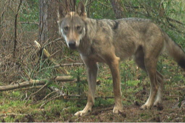 Ein Wolf ist jetzt auf der Baar bei Donaueschingen sesshaft