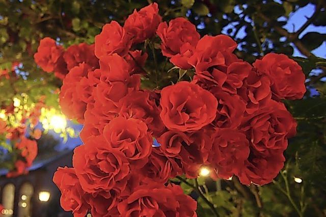 Der Rosenabend feiert eine Neuauflage