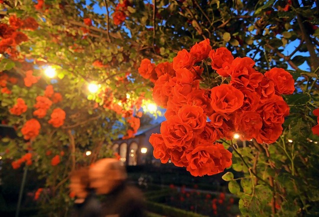 Der Rosenabend im Stadtpark erlebt ein Comeback.  | Foto: WOLFGANG KUENSTLE               