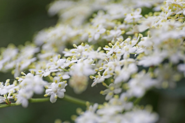 Medizin, Kstlichkeit und heiliger Baum: Holunder ist eine wahre Wunderpflanze