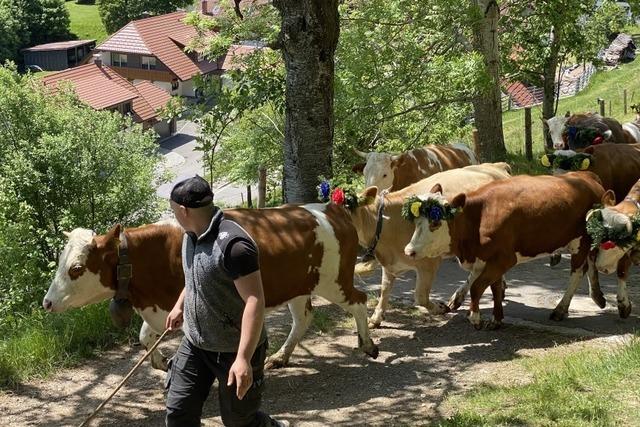 Wenn Wiedens Kühe Kopfschmuck tragen: Festlicher Viehauftrieb lockt Besucher an