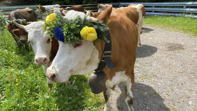 Eindrücke vom traditionellen Viehauftrieb in Wieden. | Foto: Hartmut Schwäbl Eindrücke vom traditionellen Viehauftrieb in Wieden. | Foto: Hartmut Schwäbl