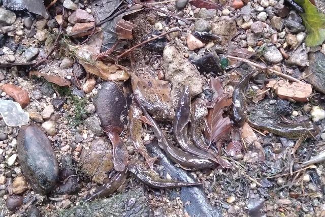 Wegen eines falschen Abzweigs in der Meldekette ist niemand mehr frs Fischsterben in Freiburg verantwortlich