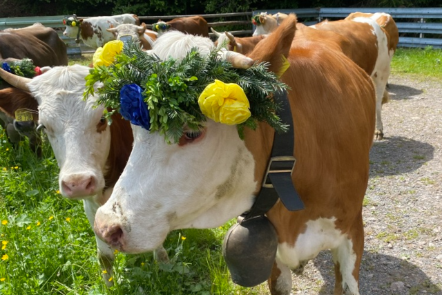 Wenn Wiedens Kühe Kopfschmuck tragen: Festlicher Viehauftrieb lockt Besucher an