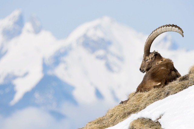 In der Allg&auml;uer Hochalpen gibt es...enschneehuhn z&auml;hlen. (Archivbild)  | Foto: Anthony Anex/KEYSTONE/dpa