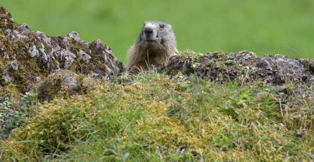 Fotos von Tieren und Pflanzen tragen a...auml;tzung der Natur bei. (Archivbild)  | Foto: picture alliance / dpa