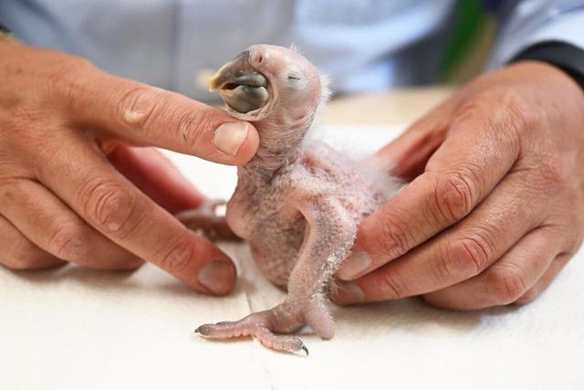 So klein, so hungrig – Hyazinth-Ara wird im Karlsruher Zoo per Hand aufgezogen