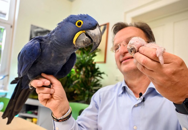 Und hier ist der Groe: Henry guckt sich das Kken an.  | Foto: Uli Deck (dpa)