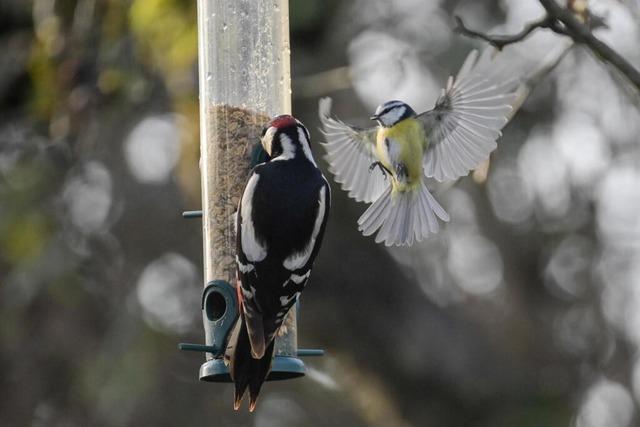 Aufwachen ohne Gesang – weniger Vgel in Baden-Wrttembergs Grten