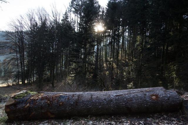 Wechsel in der Waldgenossenschaft Schwarzwald-Breisgau