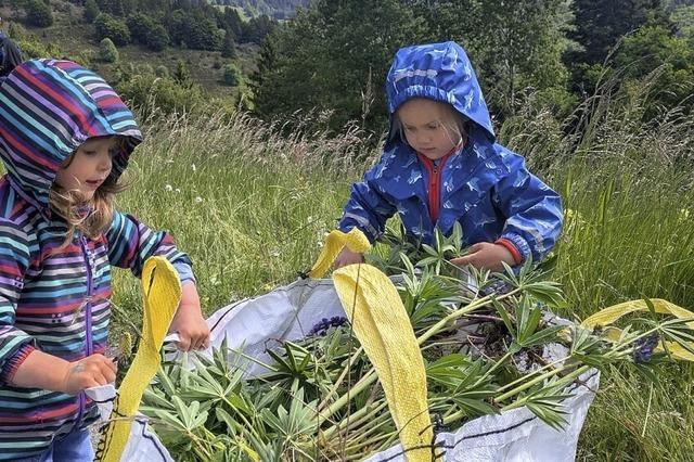 Invasive Lupinen bedrohen Wiesen im Schwarzwald