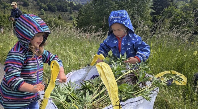 Merle und Rosa sammeln die ausgestoche...upinen und stopfen sie in die Bigbags.  | Foto: Eva Wollweber