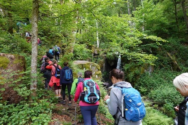 Jubilums-Wandermarathon des Schwarzwaldvereins Grwihl dauerte zwlf Stunden lang