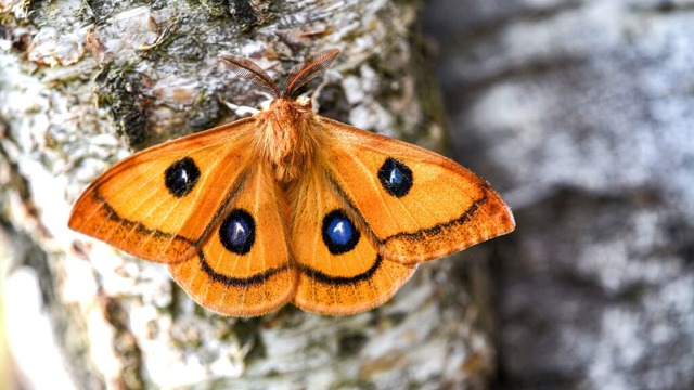 Fliegt im extremen Zickzack: der Nagelfleck | Foto: André Grabs Fliegt im extremen Zickzack: der Nagelfleck | Foto: André Grabs