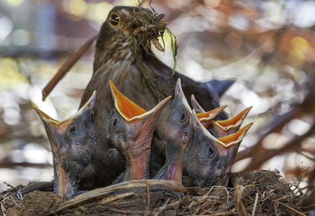 Um sich und ihren Nachwuchs zu versorgen, brauchen Vögel viel Energie. | Foto: Jens Büttner (dpa) Um sich und ihren Nachwuchs zu versorgen, brauchen Vögel viel Energie. | Foto: Jens Büttner (dpa)
