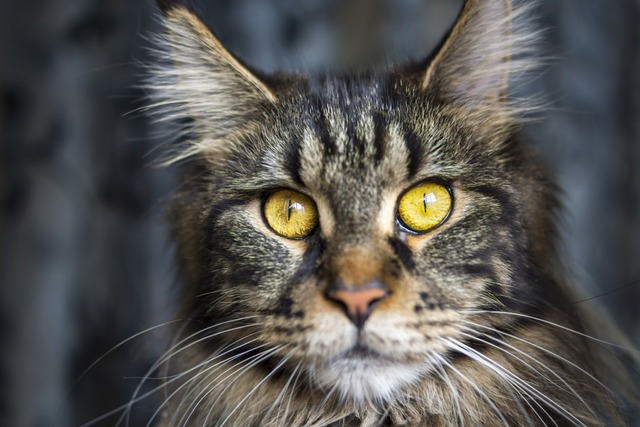 Auch eine Maine Coon-Katze war unter d...mit geflschten Papieren (Symbolfoto).  | Foto: Lemur  (stock.adobe.com)