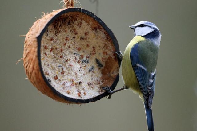 Soll man Vögel auch im Sommer füttern?