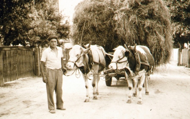 Heuernte in den 1950er-Jahren mit Willi Matthis / (Repro: Martin Frenk) | Foto: Martin Frenk Heuernte in den 1950er-Jahren mit Willi Matthis / (Repro: Martin Frenk) | Foto: Martin Frenk