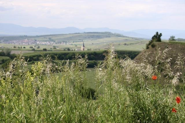 Kaiserstühler Winzer und Naturschützer arbeiten für Biodiversität zusammen