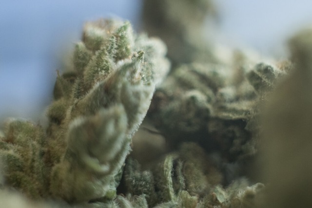 Unter anderem fanden die Spezialkräfte...ilo Marihuana bei den Tatverdächtigen. | Foto: Sebastian Gollnow (dpa) Unter anderem fanden die Spezialkräfte...ilo Marihuana bei den Tatverdächtigen. | Foto: Sebastian Gollnow (dpa)