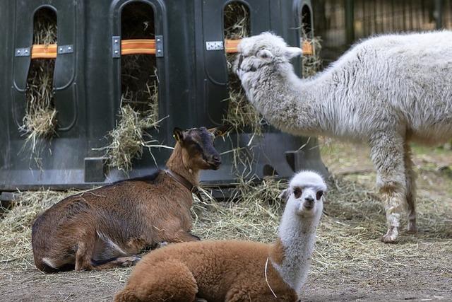 Schwarzwaldzoo ldt ein