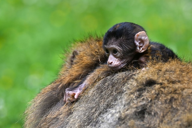 Berberaffen-M&auml;nnchen k&uuml;mmern... nicht klar ist, ob es der eigene ist.  | Foto: Felix K&auml;stle/dpa