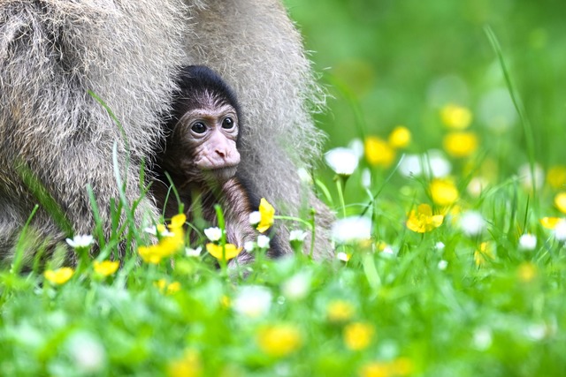 Noch zwei bis drei Affenbabys werden in Salem erwartet.  | Foto: Felix K&auml;stle/dpa
