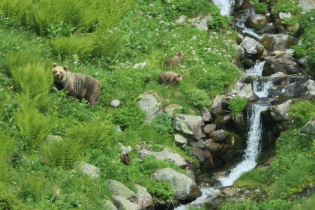 Abgeschossene Bären sollen in der Slowakei auf den Teller kommen