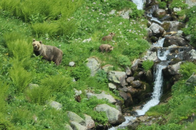 Ein Bär mit seinem Nachwuchs in der Westtatra | Foto: Erik Äevëìk (dpa) Ein Bär mit seinem Nachwuchs in der Westtatra | Foto: Erik Äevëìk (dpa)