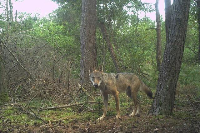 Neuer Wolf lässt sich in Südbaden nieder
