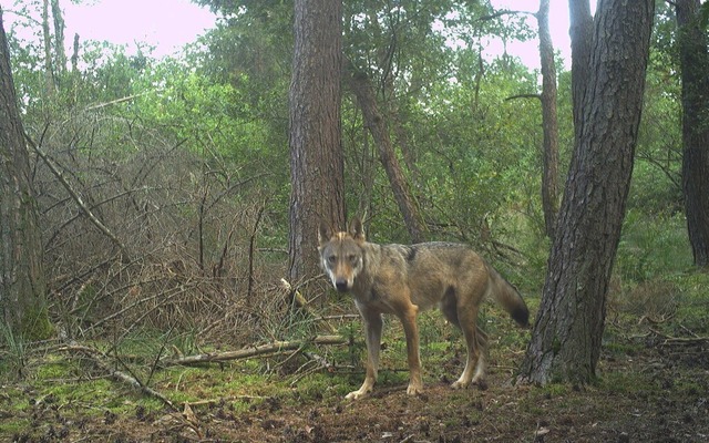 Fast schchtern schaut der Wolf auf de...uben, dass es sich um GW4389m handelt.  | Foto: FVA