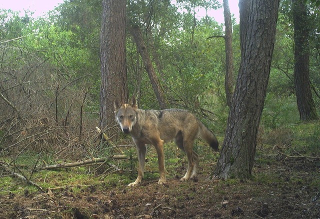 Fast schchtern schaut der Wolf auf de...uben, dass es sich um GW4389m handelt.  | Foto: FVA