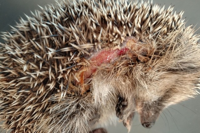Immer wieder im Fr&uuml;hjahr werden M...en Falle f&uuml;r Igel. (Foto-Archiv).  | Foto: Editha Schneider/Forschungsverbund Berlin e.V. (FVB)/dpa