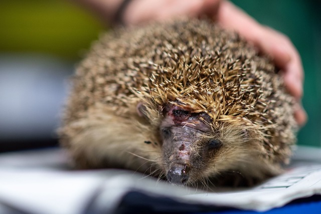 M&auml;hroboter sind wahre Todesfallen f&uuml;r Igel. (Foto-Archiv)  | Foto: Marius Becker/dpa