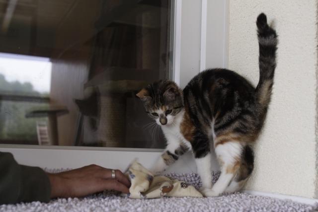 Was bedeutet die Waldkircher Katzenschutzverordnung für Tierhalter?