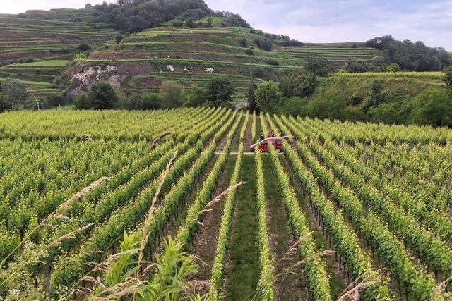 Die Winzergenossenschaften vom Kaiserstuhl planen einen eigenen Werbeauftritt