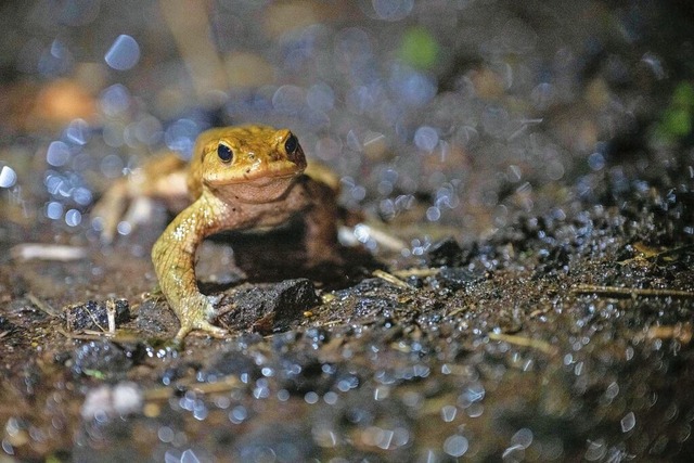 Die Schwarzwaldvereine wollen den Kröten beim Wandern helfen. | Foto: Pia Bayer (dpa) Die Schwarzwaldvereine wollen den Kröten beim Wandern helfen. | Foto: Pia Bayer (dpa)