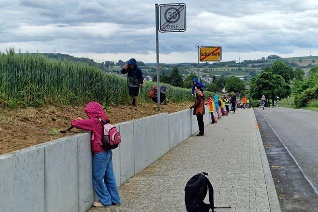 Den Randstreifen zum Blhen bringen: In Schallbach bringen Erstklssler Pflanzen aus
