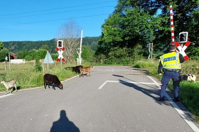 Zehn Ziegen blockieren den S-Bahnverkehr zwischen Zell und Schopfheim