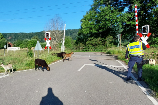 Zehn Ziegen blockieren den S-Bahnverkehr zwischen Zell und Schopfheim